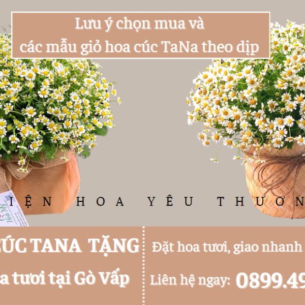 Lưu ý chọn mua và các mẫu giỏ hoa cúc Tana theo dịp