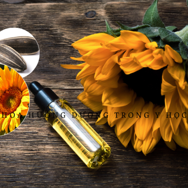 Hoa hướng dương trong y học và những công dụng bất ngờ