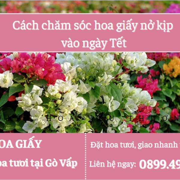 Bí quyết chăm sóc hoa giấy ngày tết nở kịp lúc đầu năm