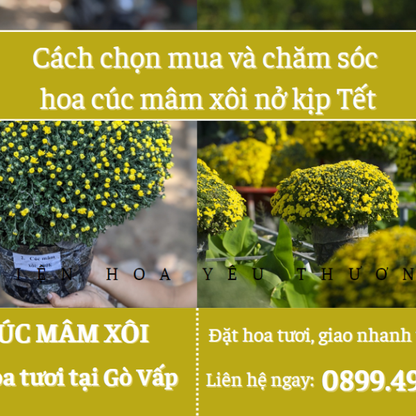 Cách chọn mua và chăm sóc hoa cúc mâm xôi nở kịp Tết