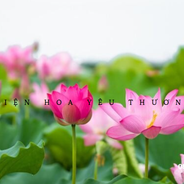 Tất tần tật về hoa sen: Ý nghĩa, các loại và mẹo chăm sóc hoa sen