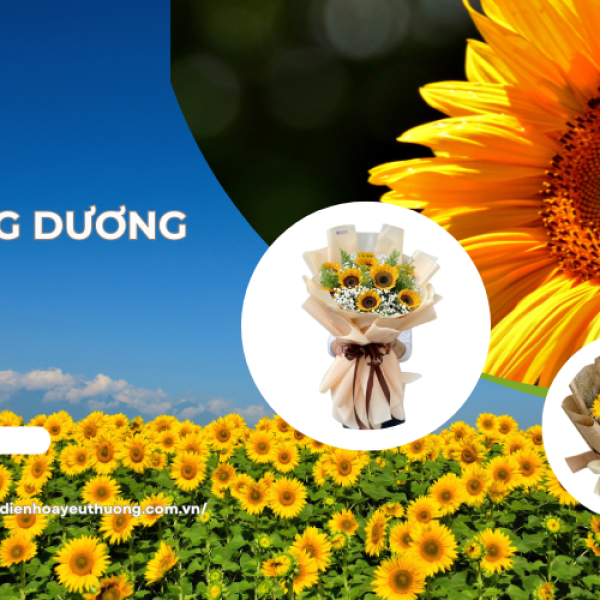 Hoa hướng dương giá sỉ mua ở đâu rẻ, đẹp và chất lượng?