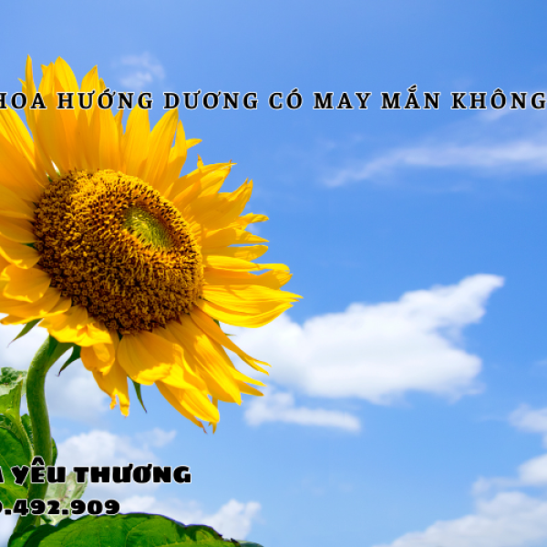 Hoa hướng dương mang lại may mắn không hay chỉ là biểu tượng