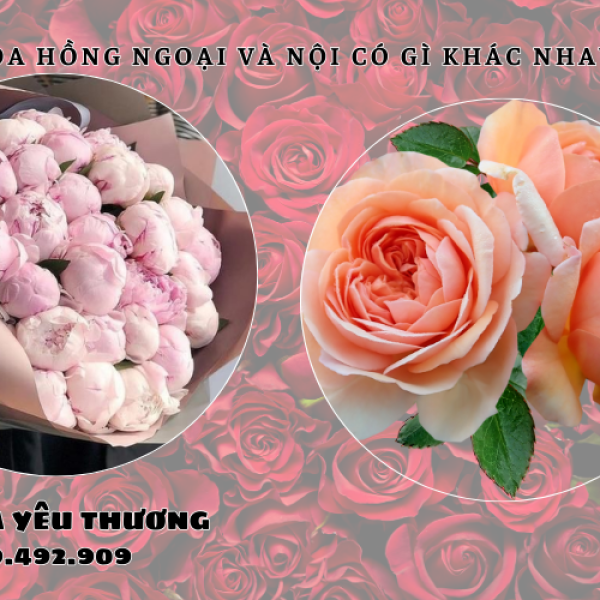 Hoa hồng ngoại và nội có gì khác nhau? Nên mua loại nào?