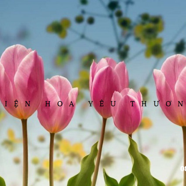 Hoa Tulip ý nghĩa cách trồng và chăm sóc chi tiết nhất