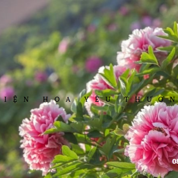 Khám phá hoa mẫu đơn: Từ ý nghĩa đến cách chăm sóc hoa