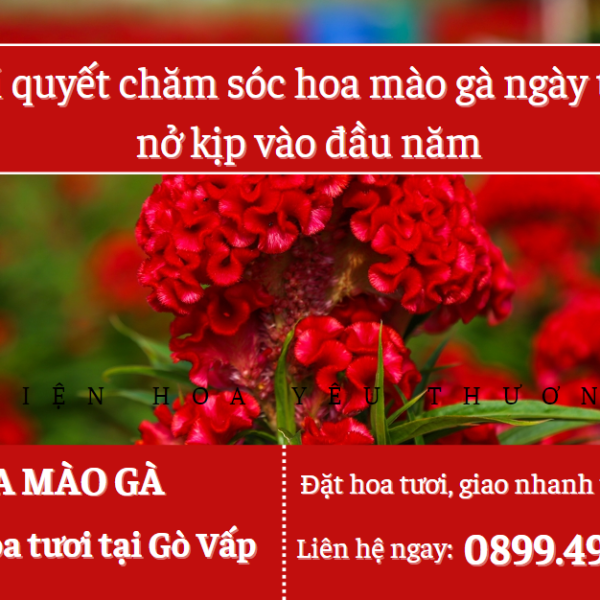 Bí quyết chăm sóc hoa mào gà ngày tết nở kịp vào đầu năm