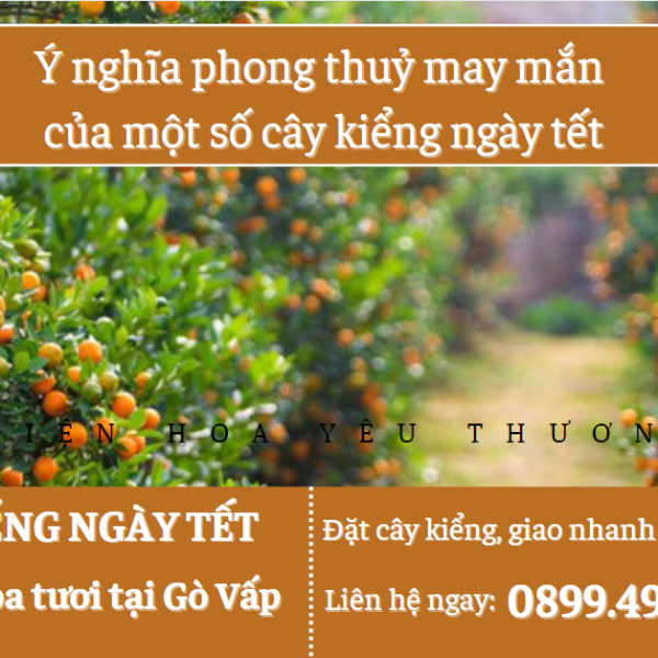 Ý nghĩa phong thuỷ may mắn của một số cây kiểng ngày tết