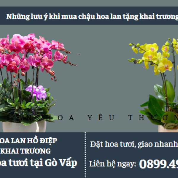 Những lưu ý khi mua chậu hoa lan tặng khai trương