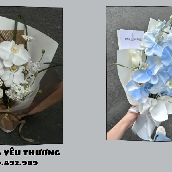 Hoa lan Gò Vấp – Chậu hoa lan hồ điệp đẹp, sang trọng
