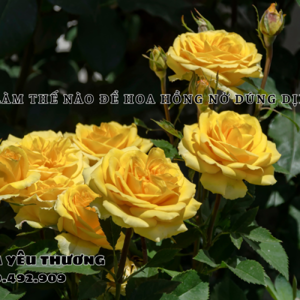 Làm thế nào để hoa hồng nở đúng dịp theo ý bạn mong muốn