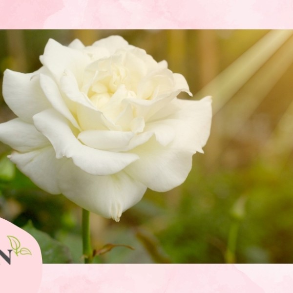 Hoa hồng trắng: Ý nghĩa, đặc điểm và giá bán hiện nay