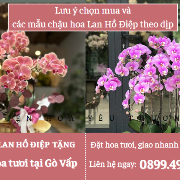 Lưu ý chọn mua và các mẫu chậu hoa lan hồ điệp theo dịp