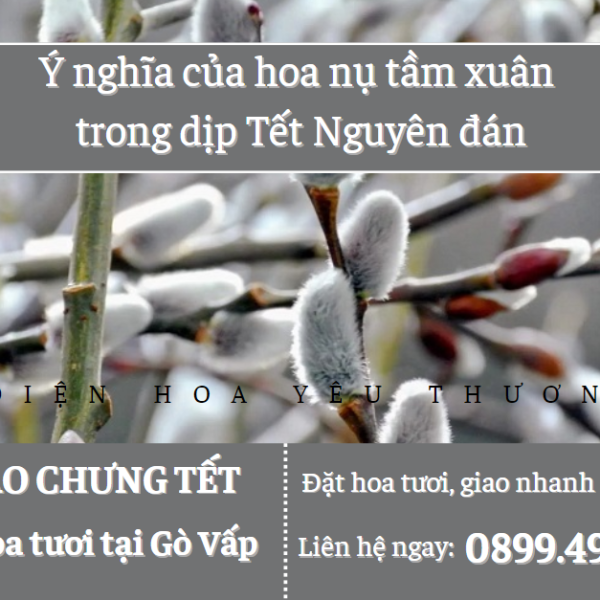 Cách chọn mua và chăm sóc hoa hoa nụ tầm xuân nở kịp Tết