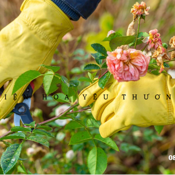 Nhân giống hoa hồng đơn giản và hiệu quả tại nhà