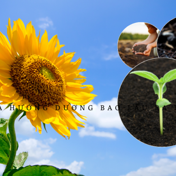 Hoa hướng dương bao lâu ra hoa thời gian nở và cách chăm sóc