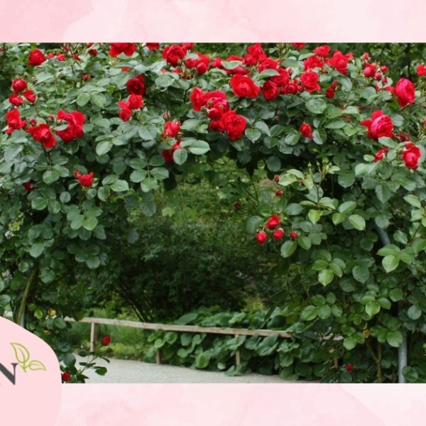 Hoa hồng leo: Ý nghĩa, đặc điểm và các giống phổ biến