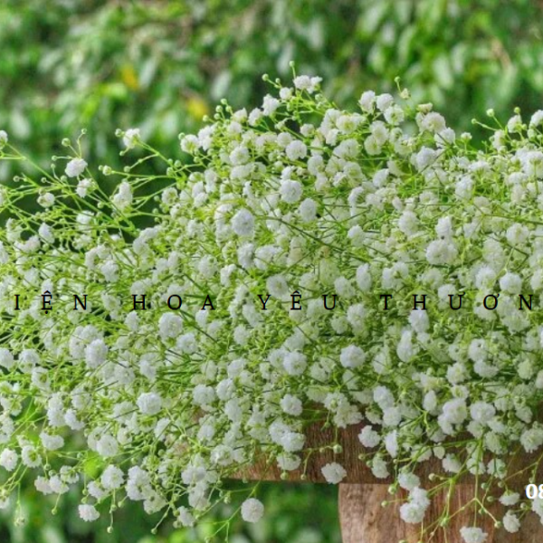 Hoa baby - Những điều thú vị ít ai biết về loài hoa này