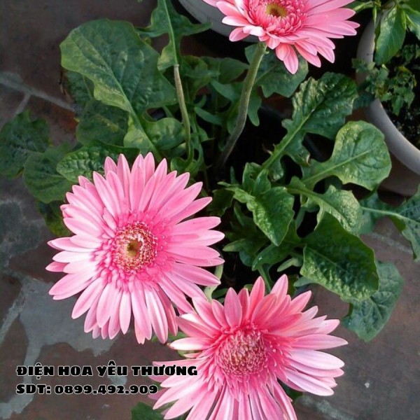 Hoa Đồng Tiền Vàng Lá: Nguyên Nhân, Cách Xử Lý