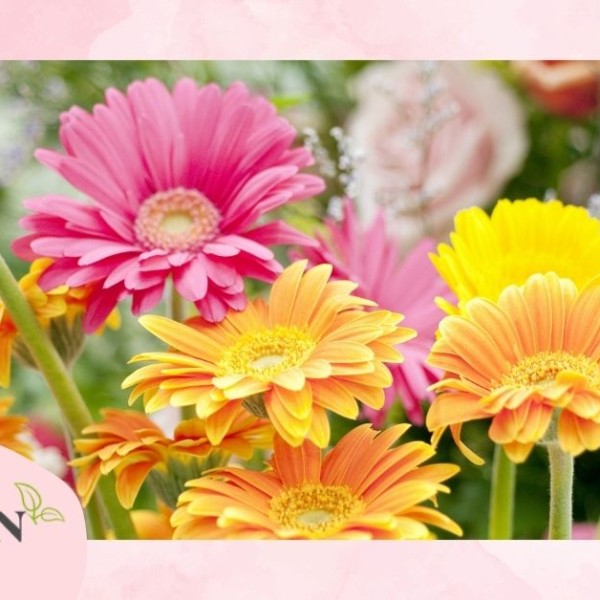 Cách trồng hoa đồng tiền từ A đến Z và cách chăm sóc