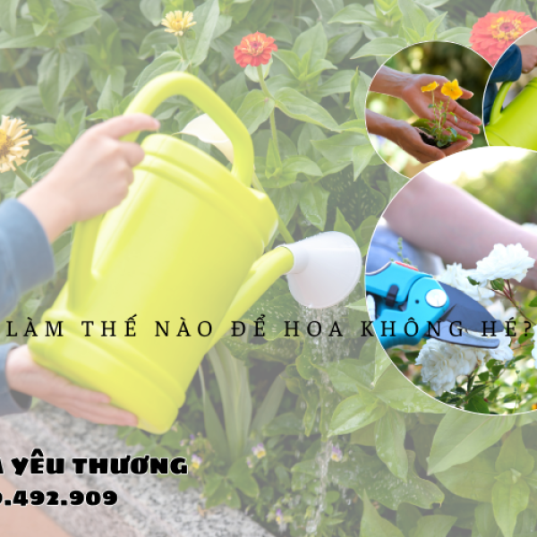 Làm thế nào để hoa không héo nhanh trong thời tiết nóng ẩm