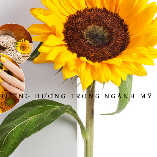 Hoa hướng dương trong ngành mỹ phẩm được ứng dụng ra sao