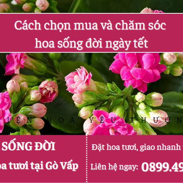 Cách chọn mua và chăm sóc hoa sống đời ngày tết
