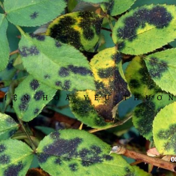 Cách xử lý nấm bệnh trên hoa hồng hiệu quả và đơn giản