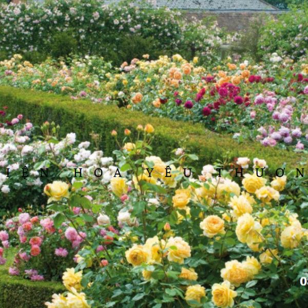 Hoa hồng bụi và những giống hoa đẹp mê hồn cho khu vườn