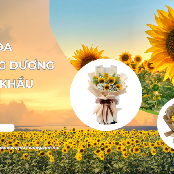 Giá hoa hướng dương nhập khẩu bao nhiêu? Cập nhật mới nhất