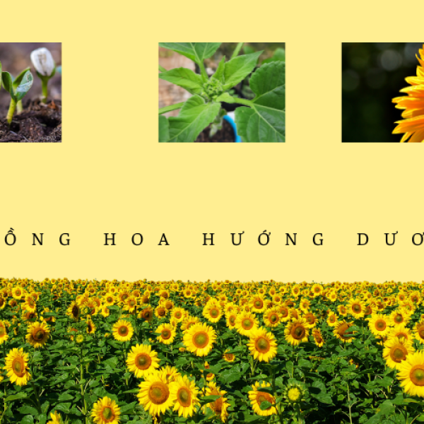 Cách trồng hoa hướng dương đúng kỹ thuật cho hoa đẹp rực rỡ