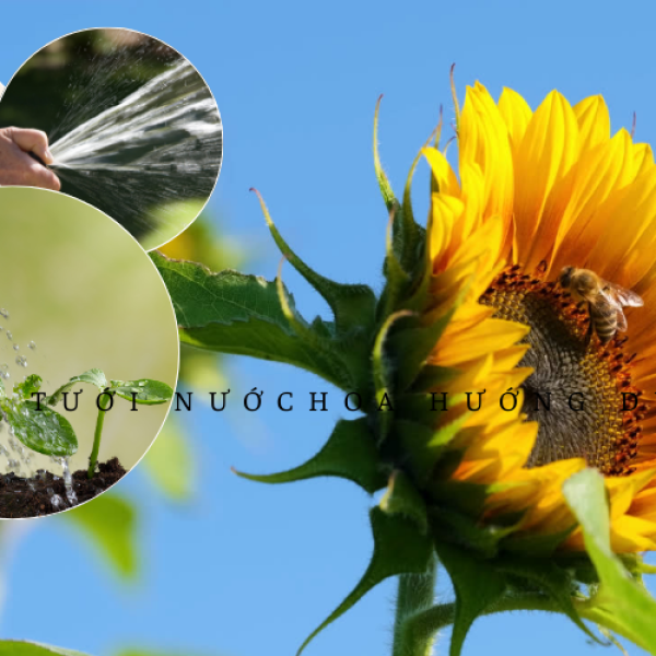 Cách tưới nước cho hoa hướng dương giúp hoa đẹp lâu tàn