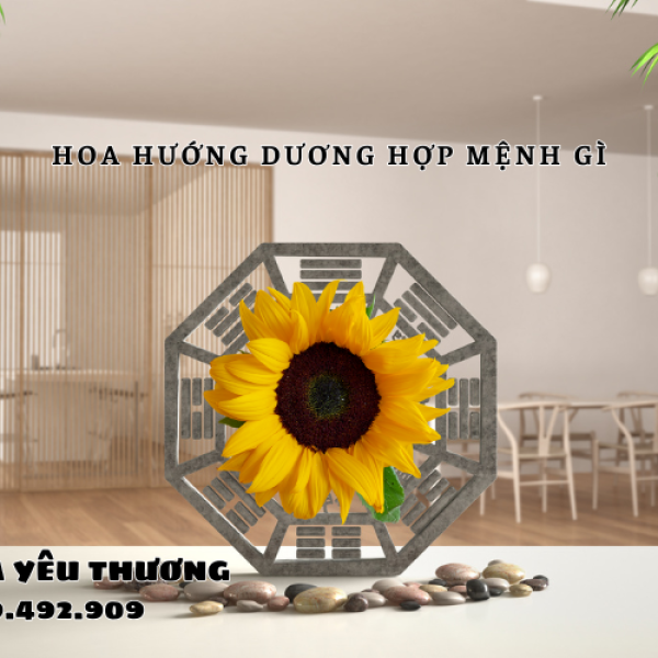 Hoa hướng dương hợp với người mệnh gì? Chọn sao cho chuẩn