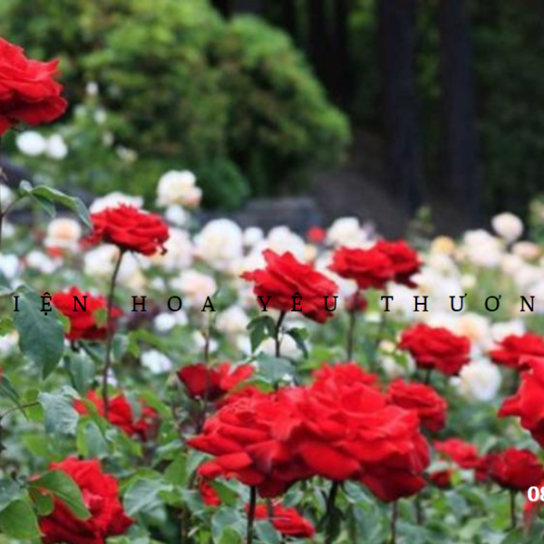 Ý nghĩa phong thủy của hoa hồng và cách bài trí hợp lý