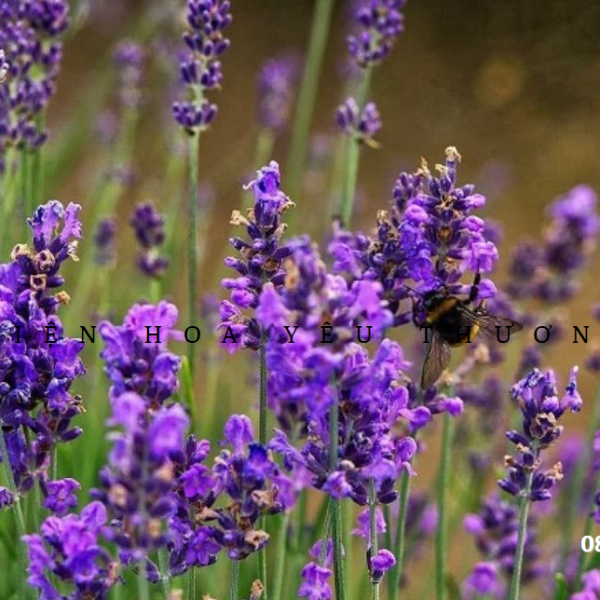 Hoa Oải Hương Lavender ý nghĩa và cách chăm sóc tại nhà