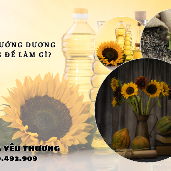 Hoa hướng dương dùng để làm gì ngoài việc cắm bình