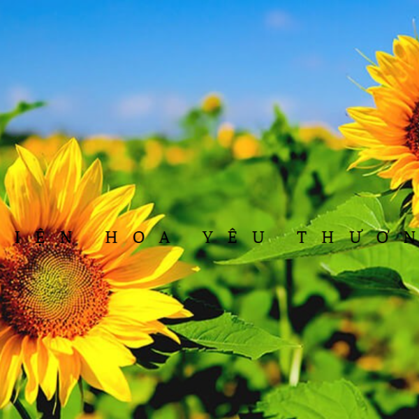 Bón phân cho hoa hướng dương giúp hoa đẹp lâu tàn