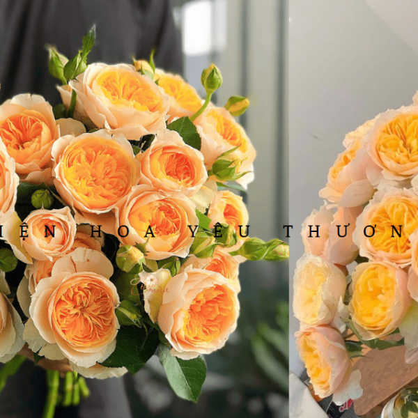 Hoa hồng hiếm và những điều độc đáo ít người biết