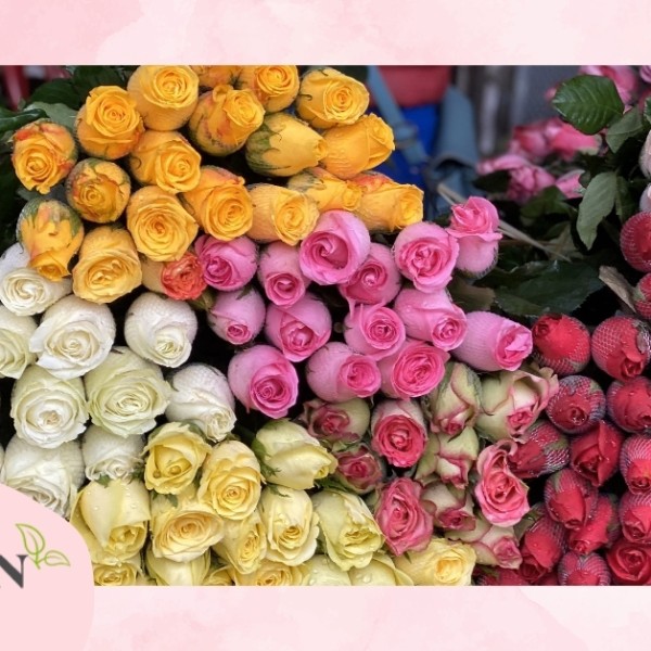 Hoa hồng Đà Lạt: Ý nghĩa, phân loại và giá bán mới nhất