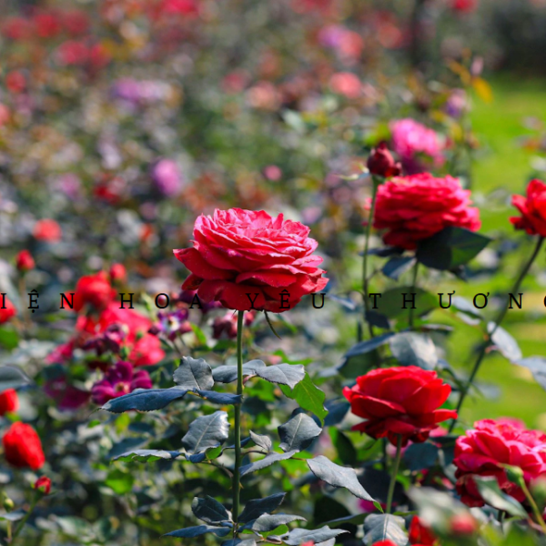 Hoa Hồng - Những điều đặc biệt và cách chăm sóc đúng cách