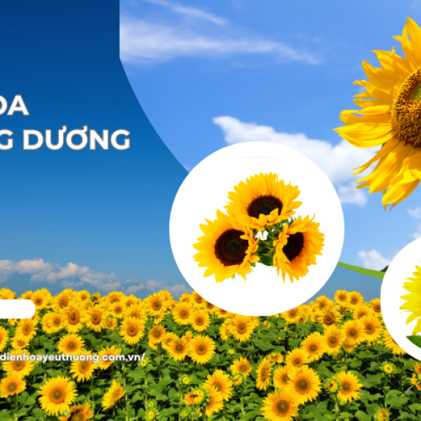 Hoa hướng dương giá bao nhiêu? Cập nhật giá hoa mới nhất