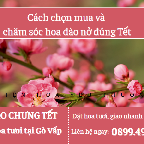 Cách chọn hoa đào ngày tết và chăm sóc hoa đào nở kịp Tết