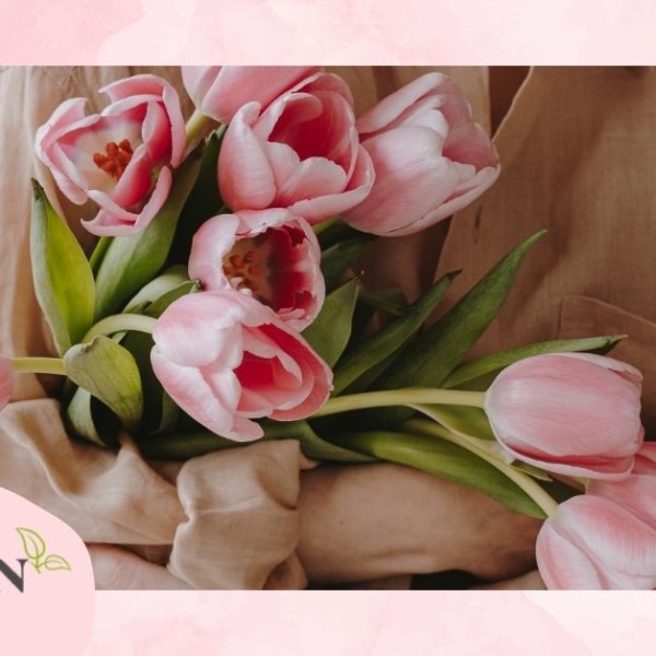 Ý nghĩa hoa tulip theo màu và cách tặng đúng hoa đúng dịp